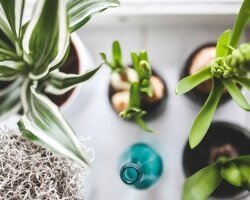 Jak wykorzystać rośliny doniczkowe w aranżacjach?